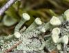 Trompeten-Becherflechte (Cladonia fimbriata)