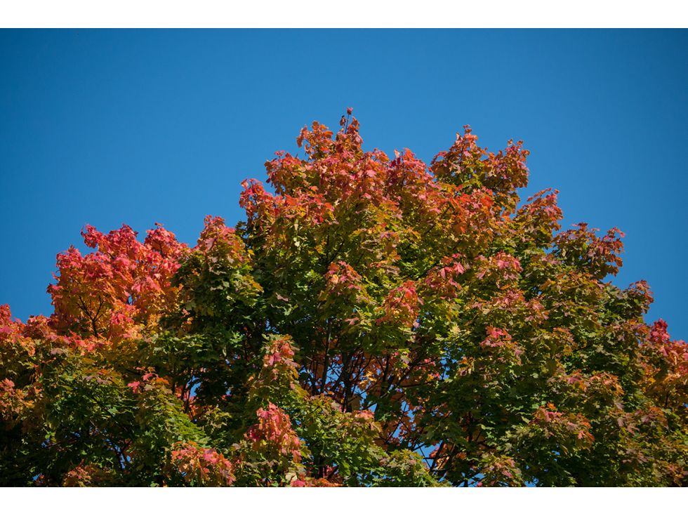 Herbstfarben (Spitzahorn)