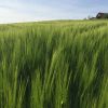 Agrarlandschaft – Gotthelf oder das Poulet aus der Region?