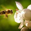 Die Biene – niedliches Haustier oder gefährdetes Wildtier?