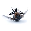 Insektensterben: Fakt oder Fake?