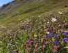 Alpenblumenpracht